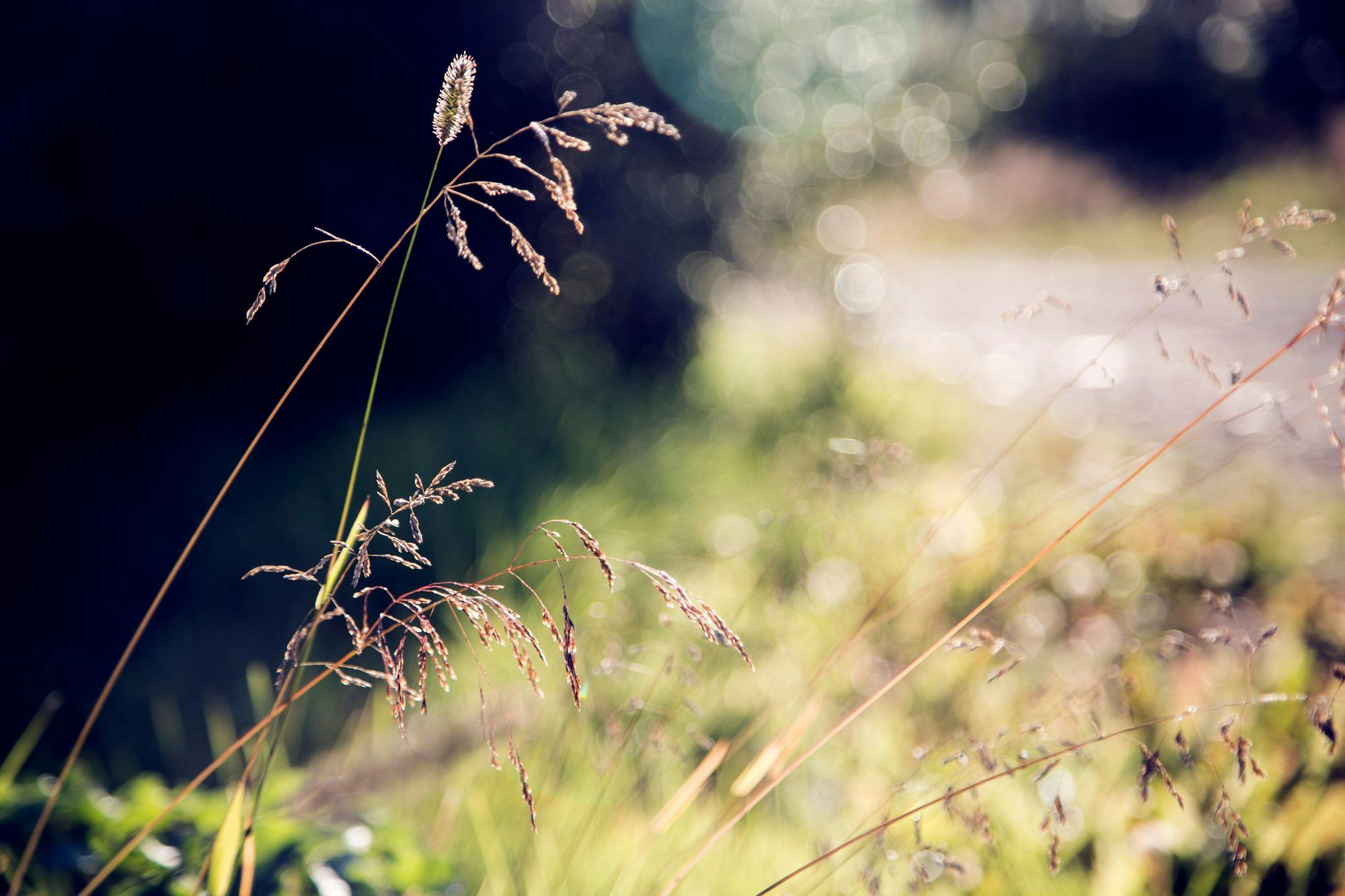 Straws and grass in focus in the foreground, background out of focus but you can see it's a meadow in the sun