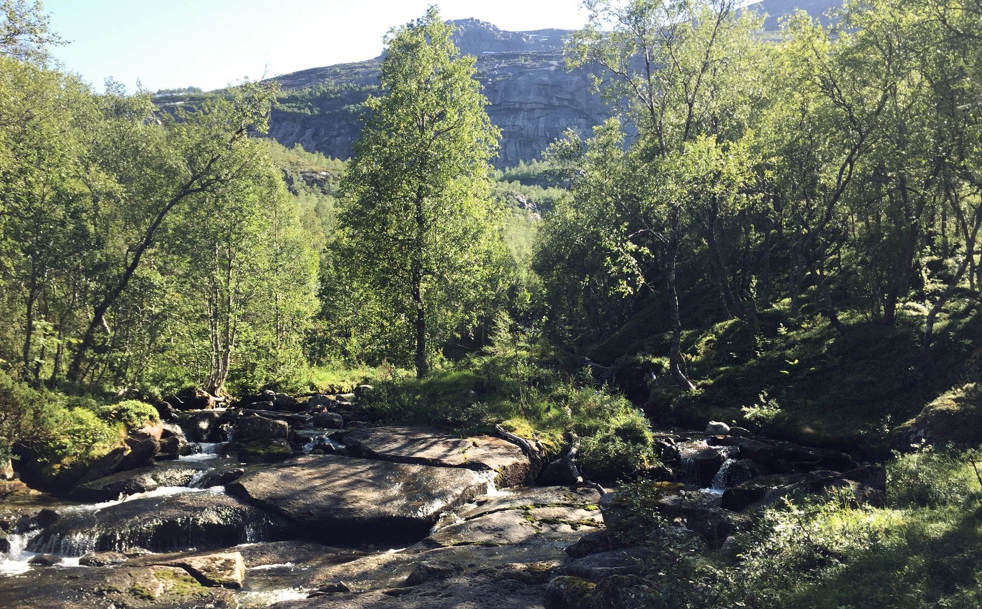 Woodland with mountains in the background. In the foreground, a river flows over stone slabs