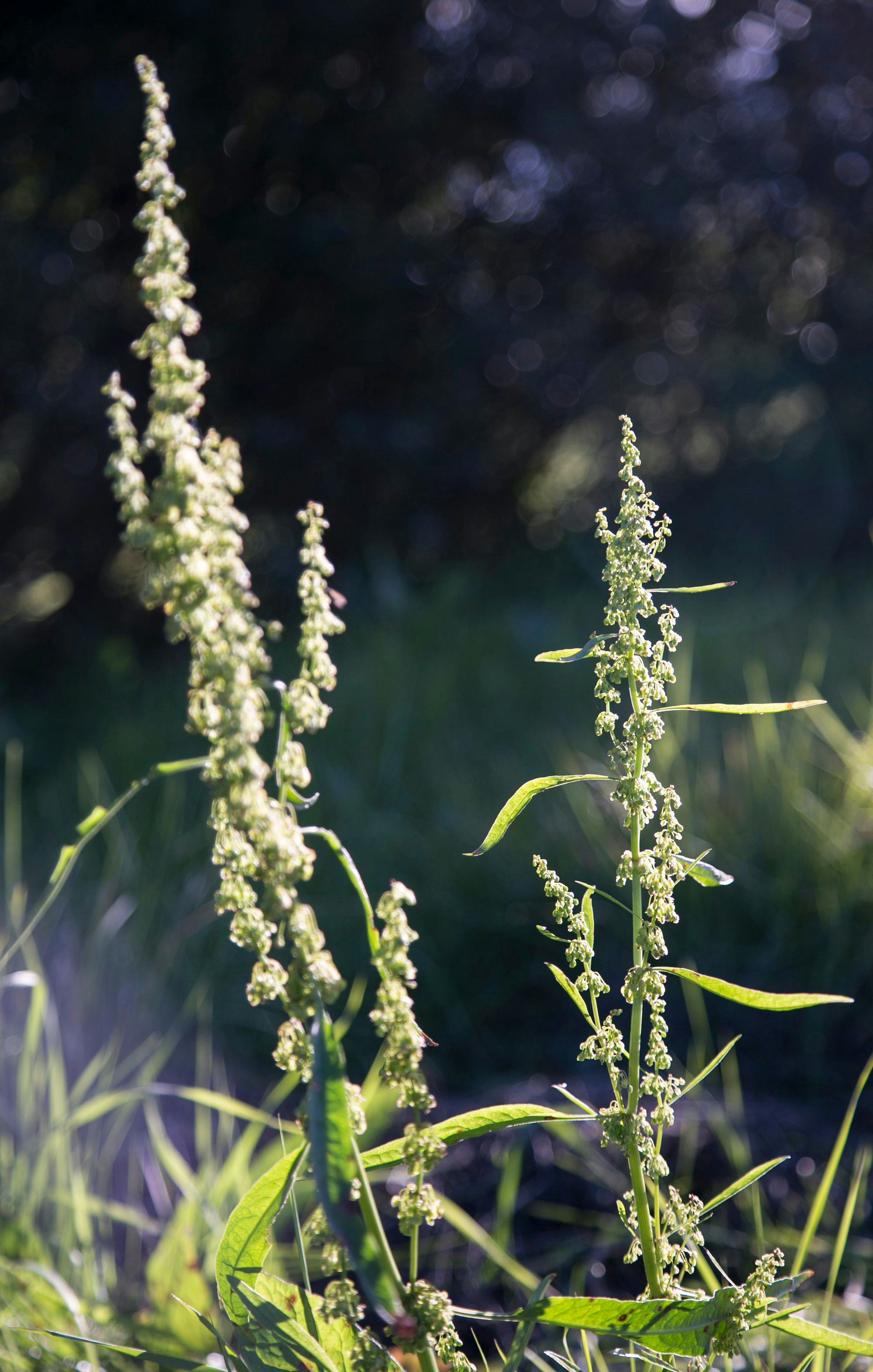 Close up picture of plants