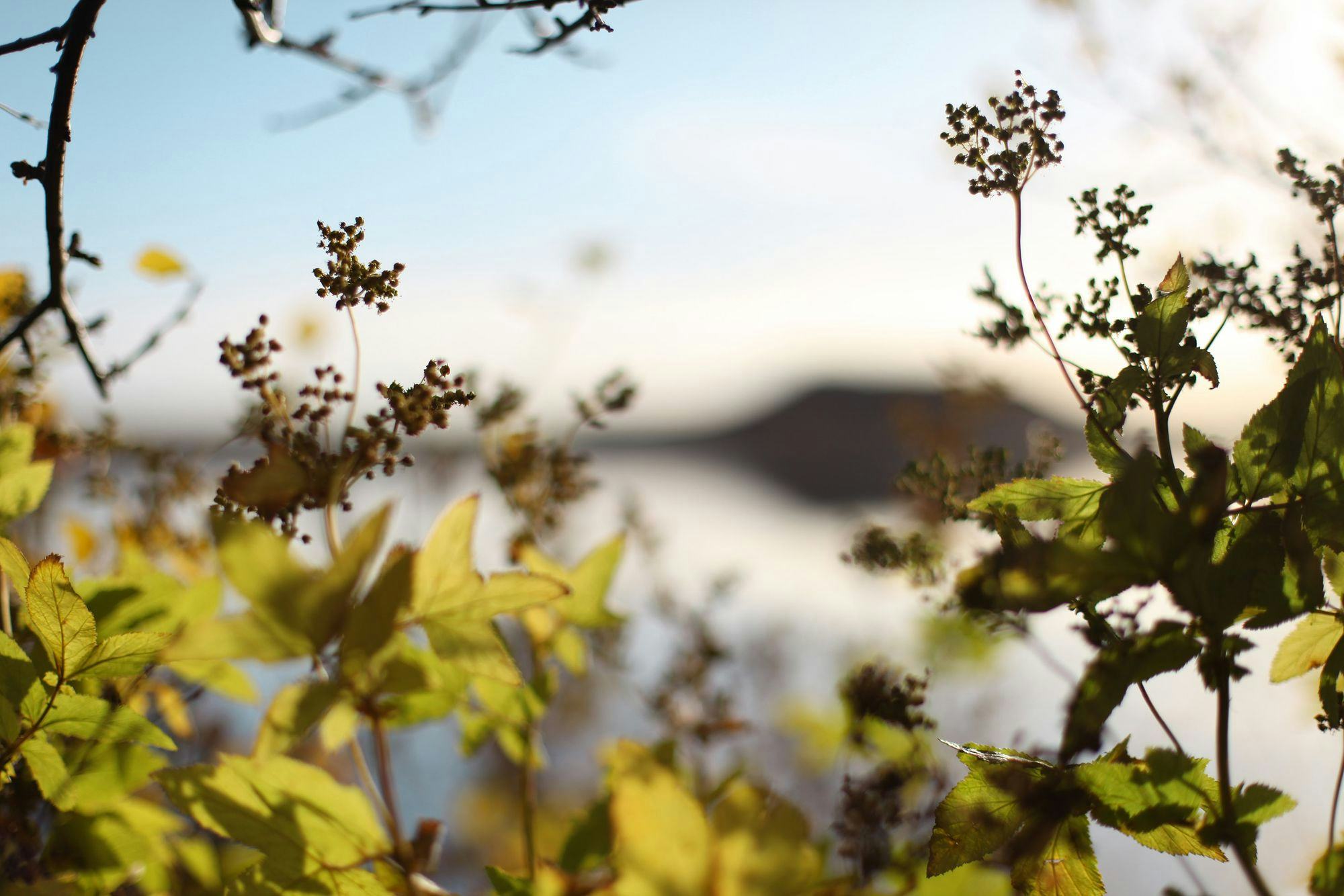 Close up picture of plants and unbloomed flowers